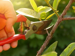 Tree Pruning Services in New Braunfels, Texas